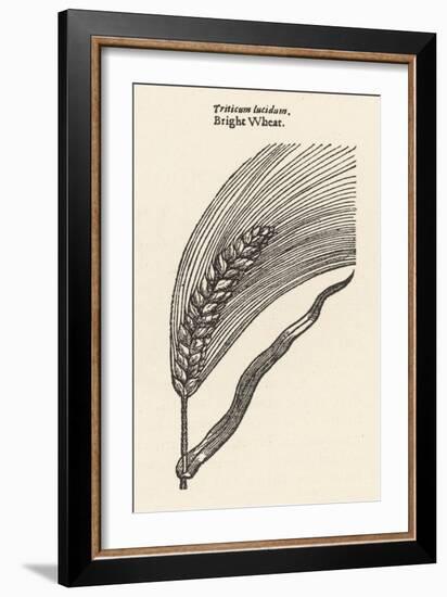 Triticum Lucidum Bright Wheat-John Gerard-Framed Art Print