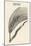 Triticum Lucidum Bright Wheat-John Gerard-Mounted Art Print