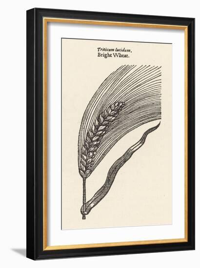 Triticum Lucidum Bright Wheat-John Gerard-Framed Art Print