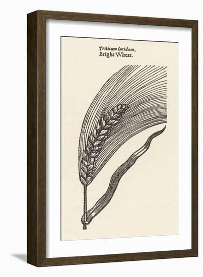 Triticum Lucidum Bright Wheat-John Gerard-Framed Premium Giclee Print