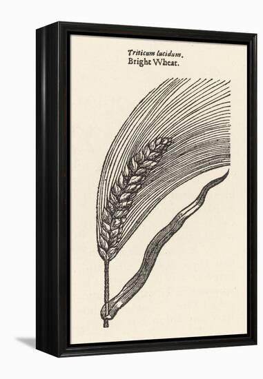 Triticum Lucidum Bright Wheat-John Gerard-Framed Stretched Canvas