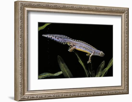 Triturus Alpestris (Alpine Newt)-Paul Starosta-Framed Photographic Print