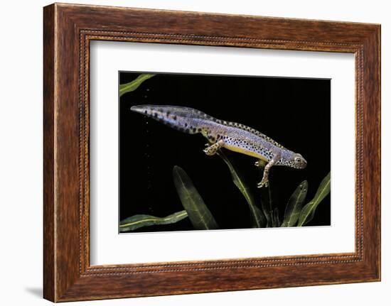 Triturus Alpestris (Alpine Newt)-Paul Starosta-Framed Photographic Print