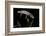 Triturus Alpestris (Alpine Newt)-Paul Starosta-Framed Photographic Print