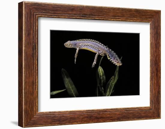 Triturus Alpestris (Alpine Newt)-Paul Starosta-Framed Photographic Print