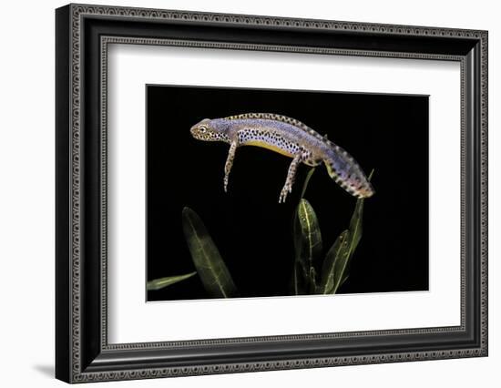 Triturus Alpestris (Alpine Newt)-Paul Starosta-Framed Photographic Print