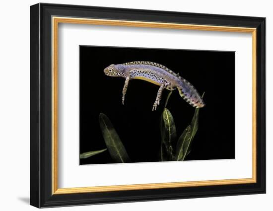 Triturus Alpestris (Alpine Newt)-Paul Starosta-Framed Photographic Print