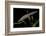 Triturus Alpestris (Alpine Newt)-Paul Starosta-Framed Photographic Print