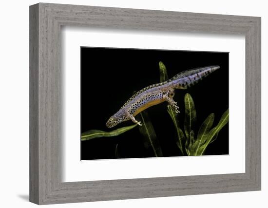 Triturus Alpestris (Alpine Newt)-Paul Starosta-Framed Photographic Print