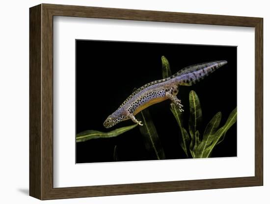 Triturus Alpestris (Alpine Newt)-Paul Starosta-Framed Photographic Print