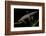 Triturus Alpestris (Alpine Newt)-Paul Starosta-Framed Photographic Print