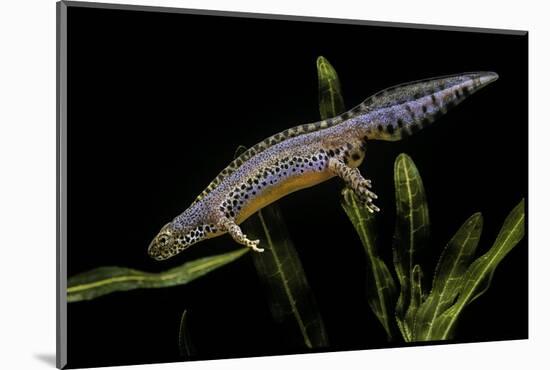 Triturus Alpestris (Alpine Newt)-Paul Starosta-Mounted Photographic Print