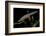 Triturus Alpestris (Alpine Newt)-Paul Starosta-Framed Photographic Print