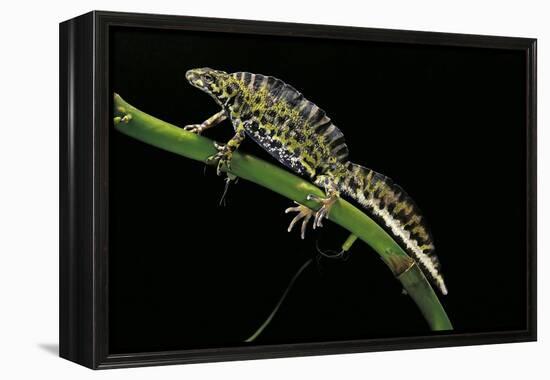 Triturus Marmoratus (Marbled Newt)-Paul Starosta-Framed Premier Image Canvas