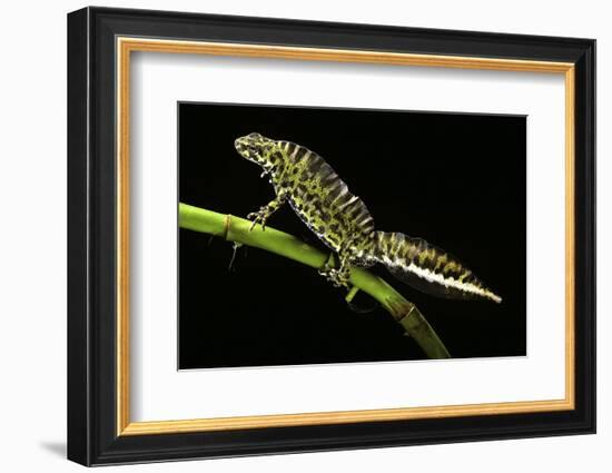 Triturus Marmoratus (Marbled Newt)-Paul Starosta-Framed Photographic Print