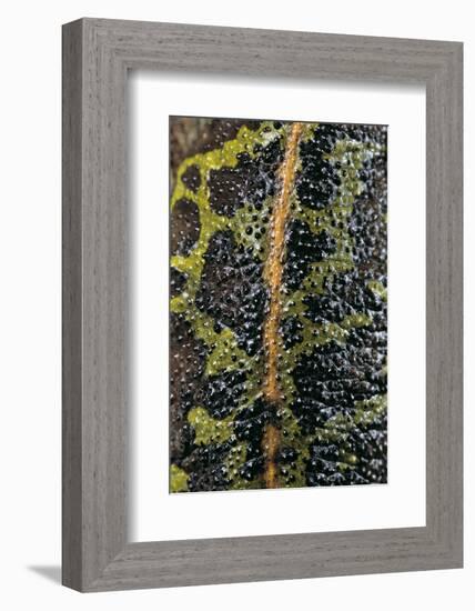 Triturus Marmoratus (Marbled Newt)-Paul Starosta-Framed Photographic Print