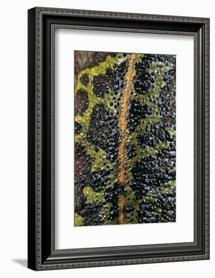 Triturus Marmoratus (Marbled Newt)-Paul Starosta-Framed Photographic Print