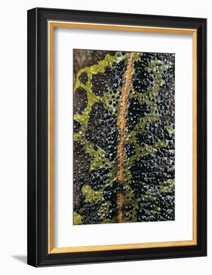 Triturus Marmoratus (Marbled Newt)-Paul Starosta-Framed Photographic Print