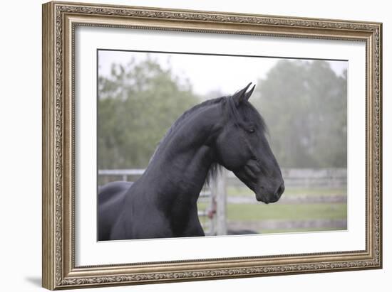 Triunfador X 002-Bob Langrish-Framed Photographic Print