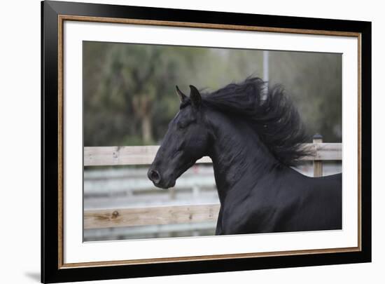 Triunfador X 004-Bob Langrish-Framed Photographic Print