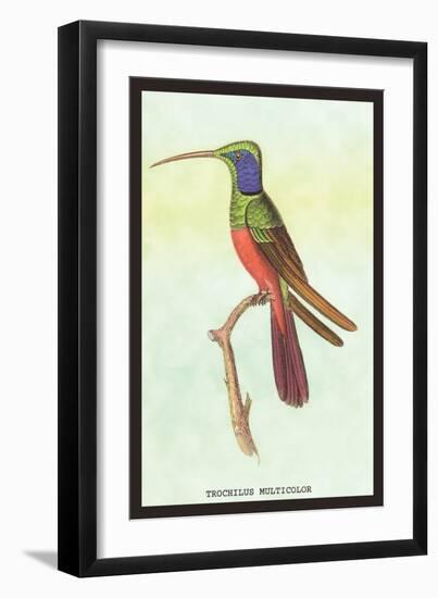 Trochilus Multicolor-Sir William Jardine-Framed Art Print