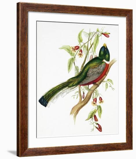 Trogon Ambiguus-Aaron Ashley-Framed Art Print