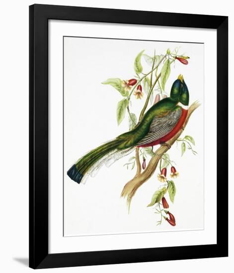 Trogon Ambiguus-Aaron Ashley-Framed Art Print