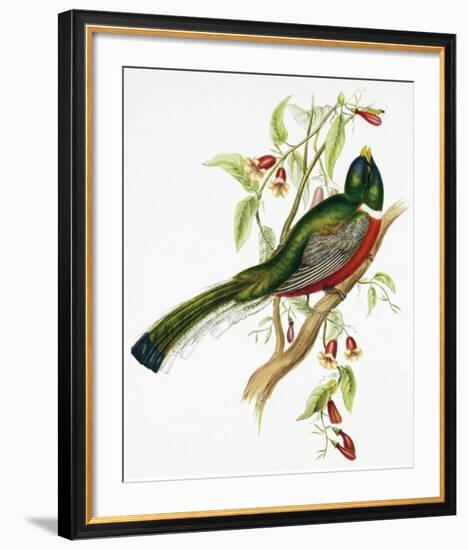 Trogon Ambiguus-Aaron Ashley-Framed Art Print