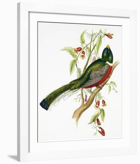 Trogon Ambiguus-Aaron Ashley-Framed Art Print