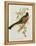 Trogon Ambiguus-John Gould-Framed Premier Image Canvas