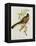 Trogon Ambiguus-John Gould-Framed Premier Image Canvas