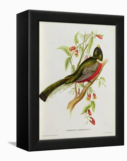 Trogon Ambiguus-John Gould-Framed Premier Image Canvas