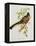 Trogon Ambiguus-John Gould-Framed Premier Image Canvas