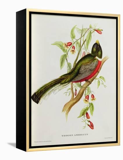 Trogon Ambiguus-John Gould-Framed Premier Image Canvas