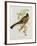 Trogon Ambiguus-John Gould-Framed Giclee Print