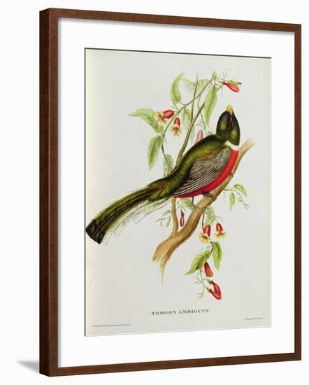 Trogon Ambiguus-John Gould-Framed Giclee Print