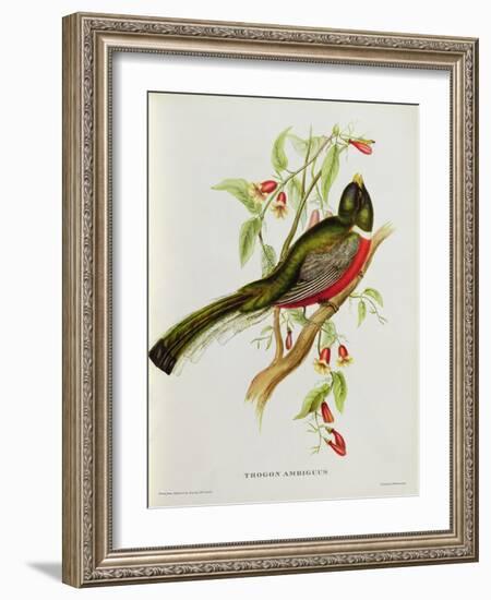 Trogon Ambiguus-John Gould-Framed Giclee Print