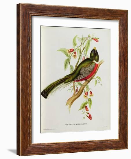 Trogon Ambiguus-John Gould-Framed Giclee Print