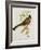 Trogon Ambiguus-John Gould-Framed Giclee Print