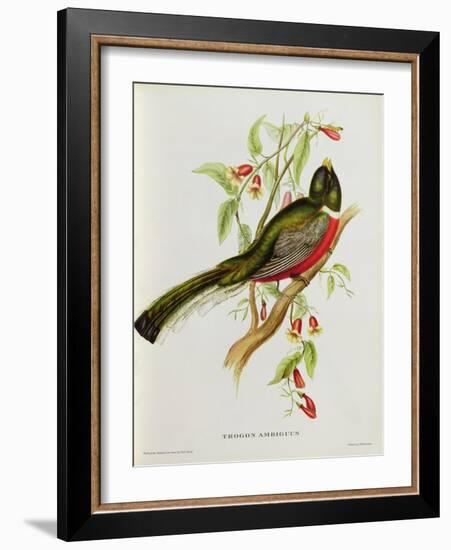 Trogon Ambiguus-John Gould-Framed Giclee Print