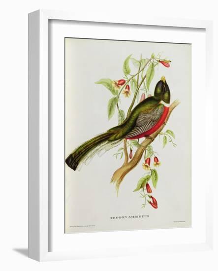 Trogon Ambiguus-John Gould-Framed Giclee Print