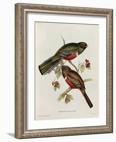 Trogon Collaris-John Gould-Framed Giclee Print