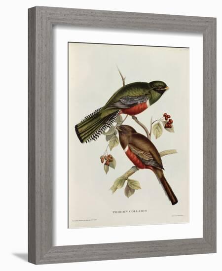 Trogon Collaris-John Gould-Framed Giclee Print