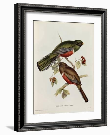 Trogon Collaris-John Gould-Framed Giclee Print