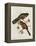 Trogon Collaris-John Gould-Framed Premier Image Canvas