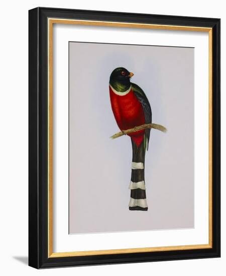 Trogon Mexicanus-Aaron Ashley-Framed Art Print