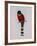 Trogon Mexicanus-Aaron Ashley-Framed Art Print