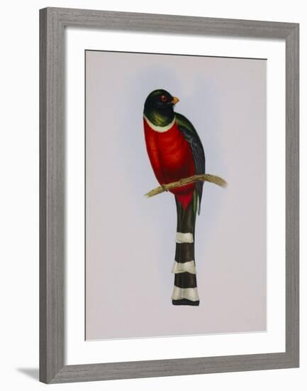 Trogon Mexicanus-Aaron Ashley-Framed Art Print