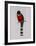 Trogon Mexicanus-Aaron Ashley-Framed Art Print