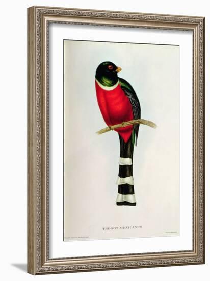 Trogon Mexicanus-John Gould-Framed Giclee Print